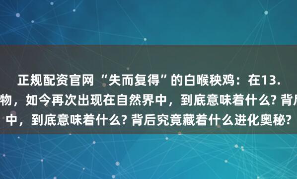 正规配资官网 “失而复得”的白喉秧鸡：在13.6万年前就已经灭绝的生物，如今再次出现在自然界中，到底意味着什么? 背后究竟藏着什么进化奥秘?